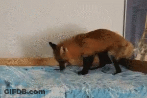 Pixelated Fox Crawling On Bed GIF
