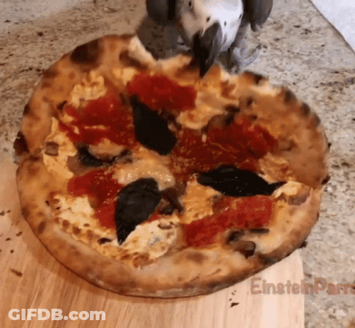 Pizza On Wooden Board Saying Einsteinparro GIF