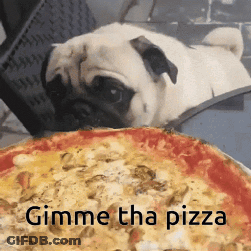 Pizza Time Gimme That Pizza Pug Dog GIF