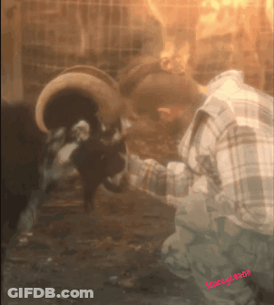 Plaid Shirt Man Petting Ram's Head Stacey Team GIF