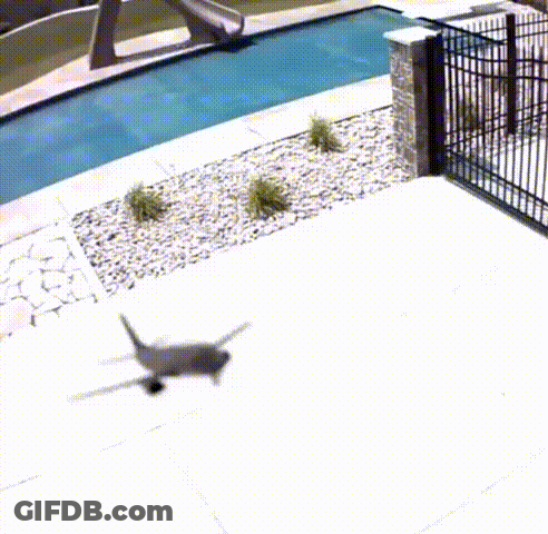 Plane Flying Over Pool And Fence GIF