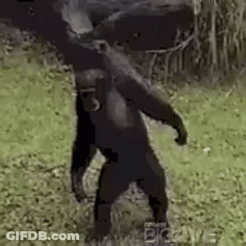Planet Of The Apes GIF