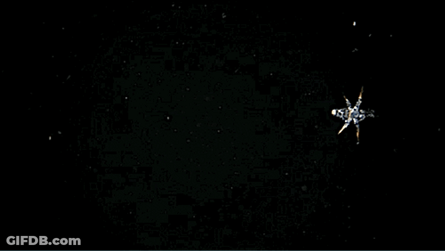 Plankton GIF