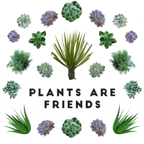 Plant Are Friends Collection GIF