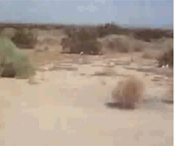 Plant Blown By The Wind GIF