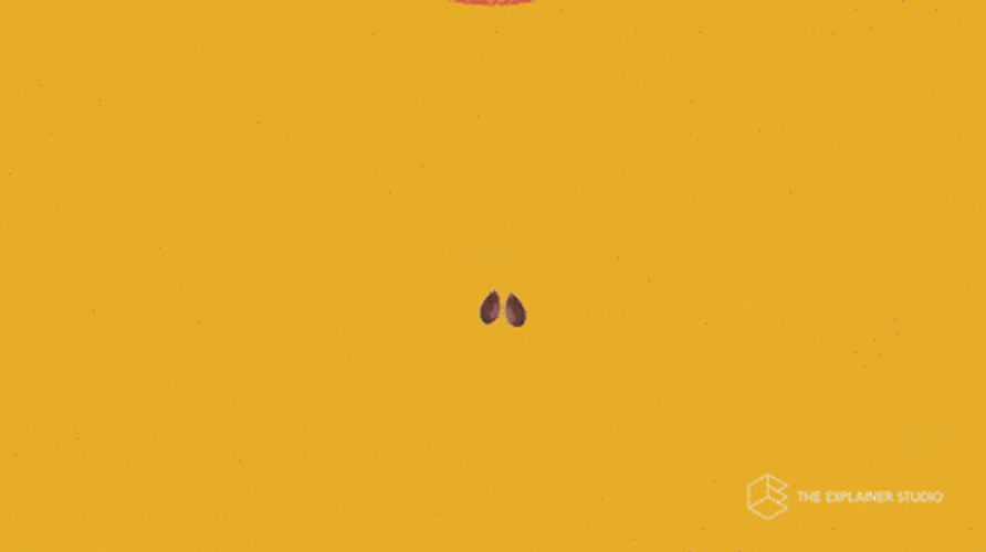 Plant Growing Animation GIF
