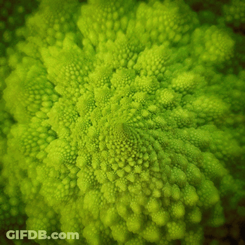 Plant Pattern Fractal GIF
