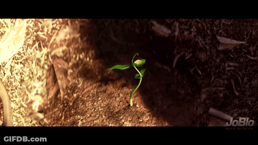 Plant Slowly Growing GIF