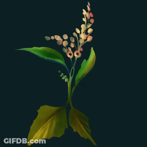 Plant With Green Leaves And Flowers On Dark Background GIF