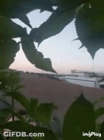 Plant With Imgplay GIF