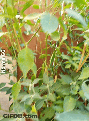 Plant With Norma Gg GIF