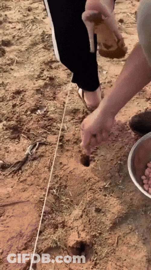 Planting Farming Seeds GIF