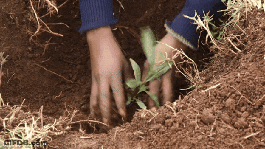 Planting Plant Crop GIF