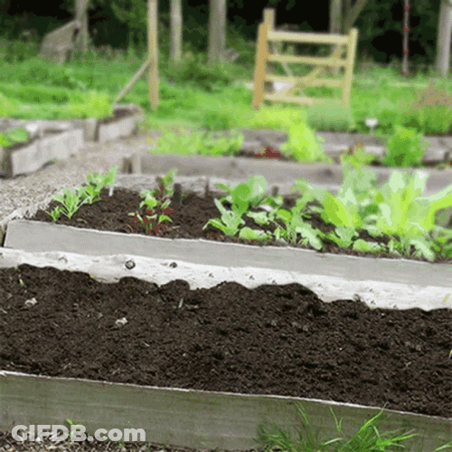 Plants Growing So Fast GIF