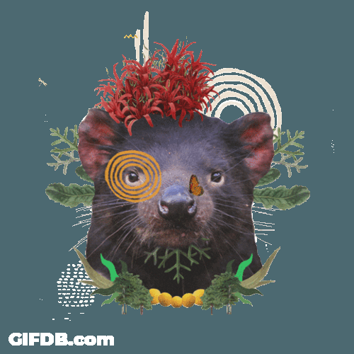 Plants Tasmanian Devil GIF