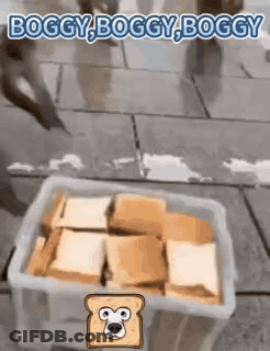 Plastic Container With Bread Slices And Bear Cartoon GIF