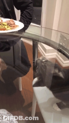 Plate Of Food On Table With Cat Laying GIF