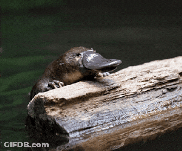 Platy Project Help Platypus GIF