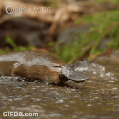 Platypus Crossing A Stream GIF