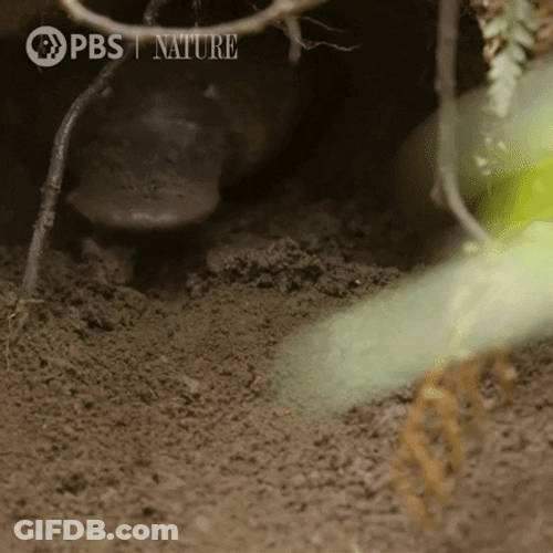 Platypus Digging Hole GIF