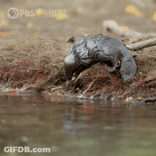 Platypus Fell On River GIF