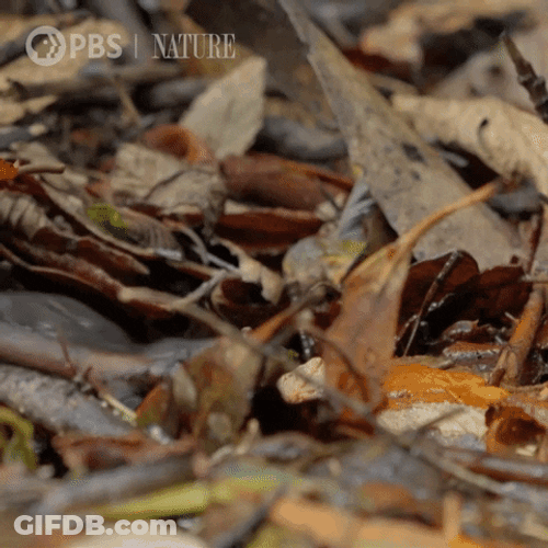 Platypus Hiding In Leaves GIF