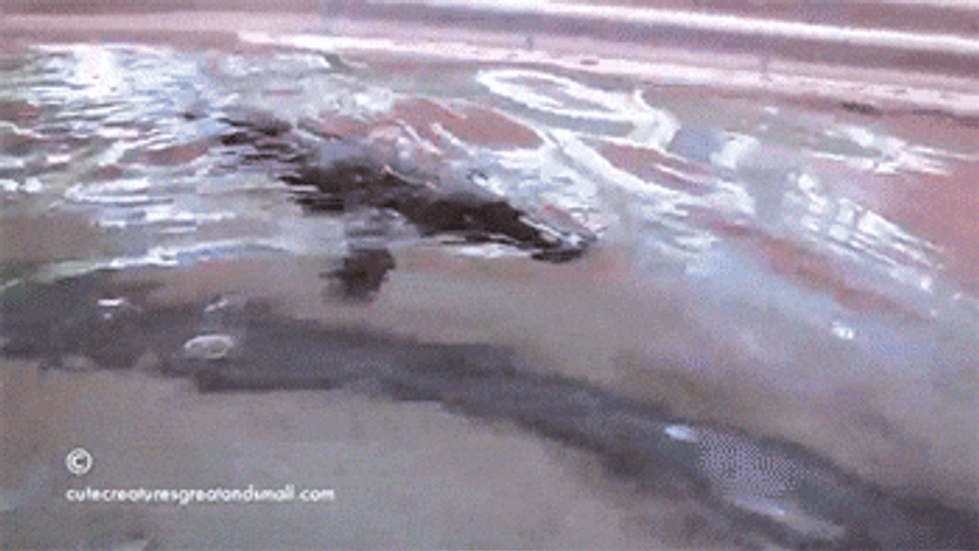Platypus Holding On Human's Arm GIF