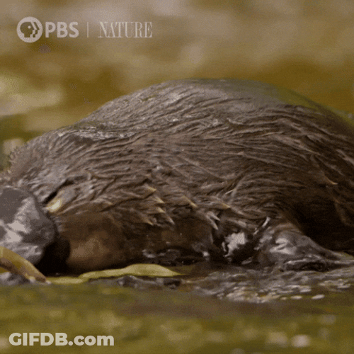 Platypus Hunting For Food GIF