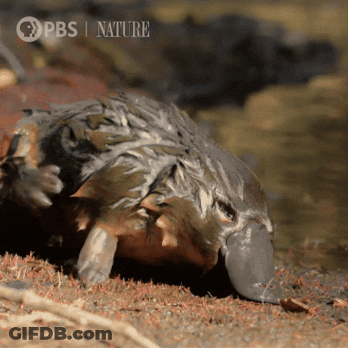 Platypus Scratching Belly GIF