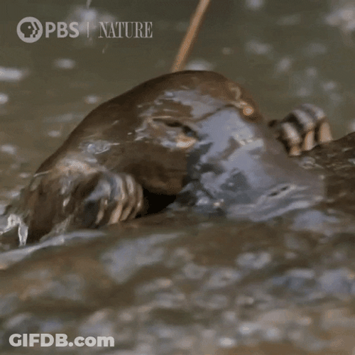 Platypus Struggling To Climb GIF