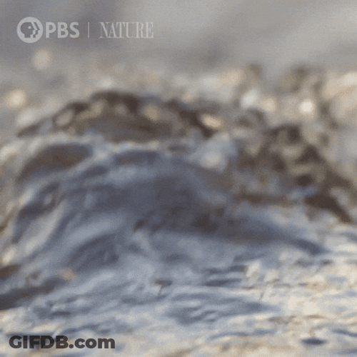 Platypus Swimming Gracefully GIF
