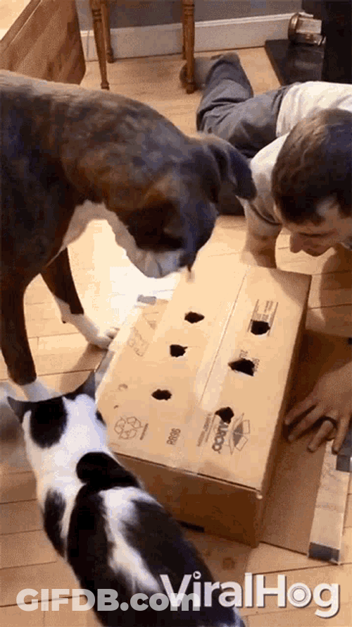 Play Curious GIF