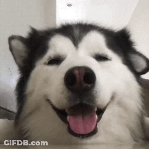 Playful Alaskan Malamute Cute Dog Smile GIF