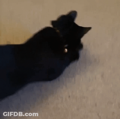 Playful Black Cat Running GIF