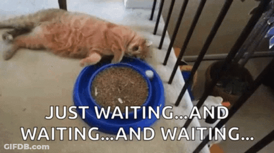 Playful Cat Anxiously Waiting GIF