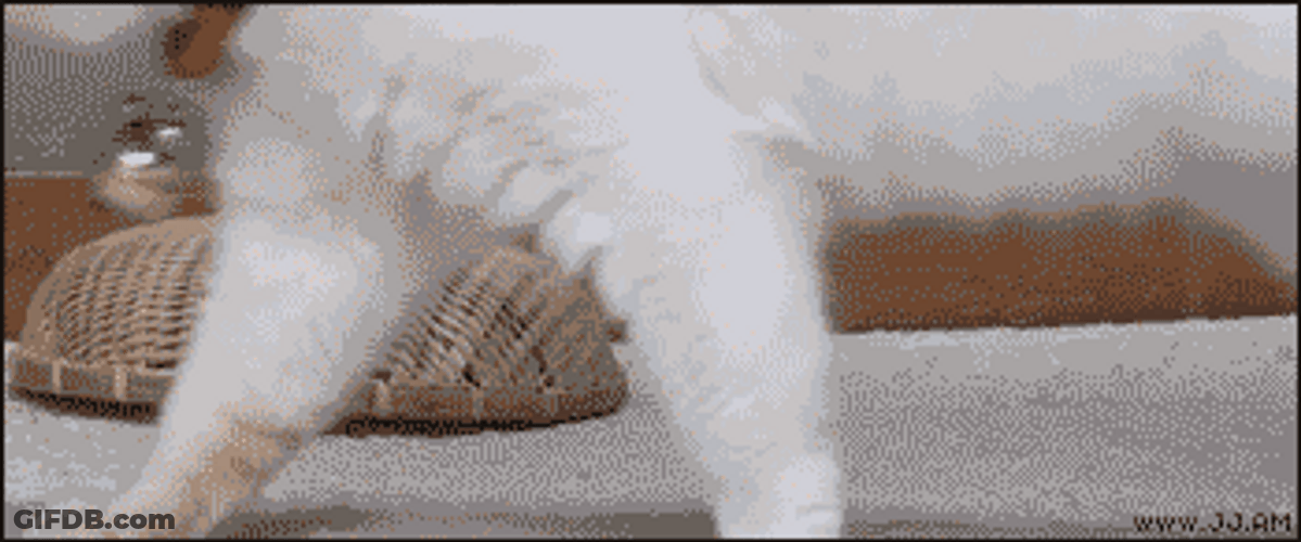 Playful Cat Hiding Waddles GIF