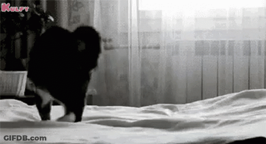 Playful Cat Jumping GIF