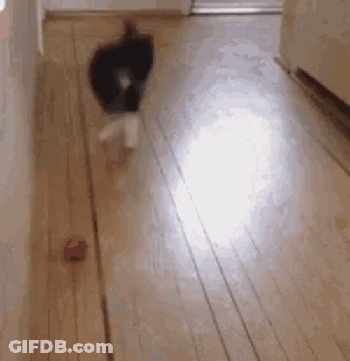 Playful Cat Toy Bounce GIF