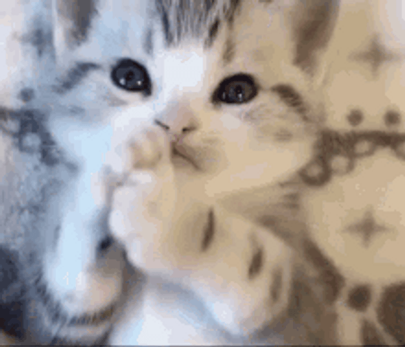 Playful Cute Cat Biting Paw GIF
