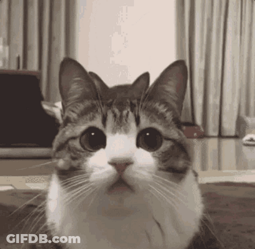 Playful Cute Cats Home GIF