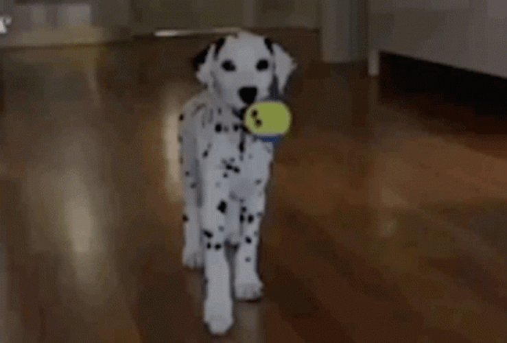 Playful Dalmatian Dog GIF