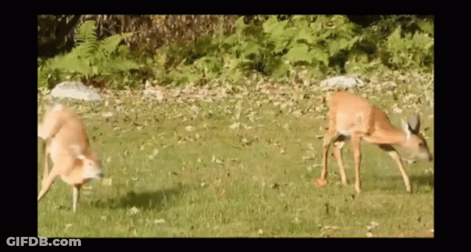 Playful Deer Grazing GIF