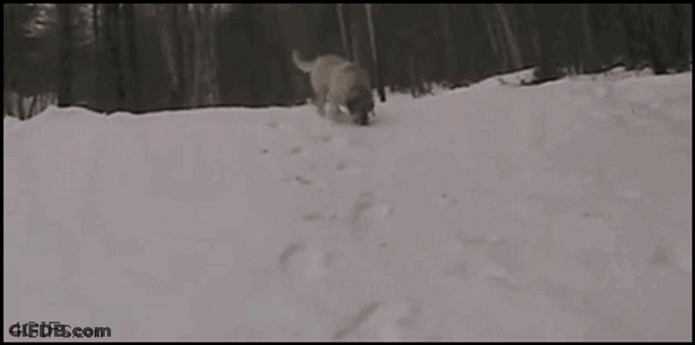 Playful Dogs Sliding Skiing GIF