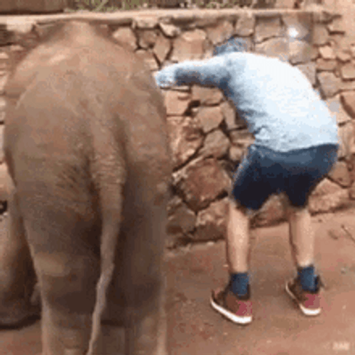 Playful Elephant Kicks Human GIF