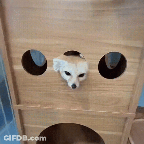 Playful Fennec Fox Peeking Inside Box GIF