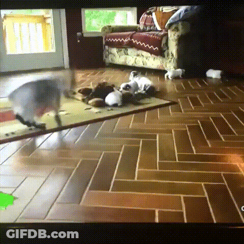 Playful Funny Goat And Dogs GIF