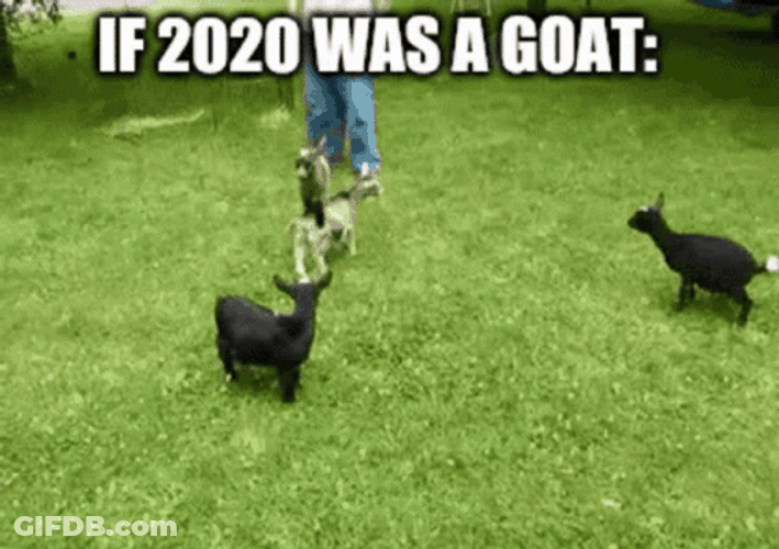 Playful Funny Goat Powerful Kick GIF