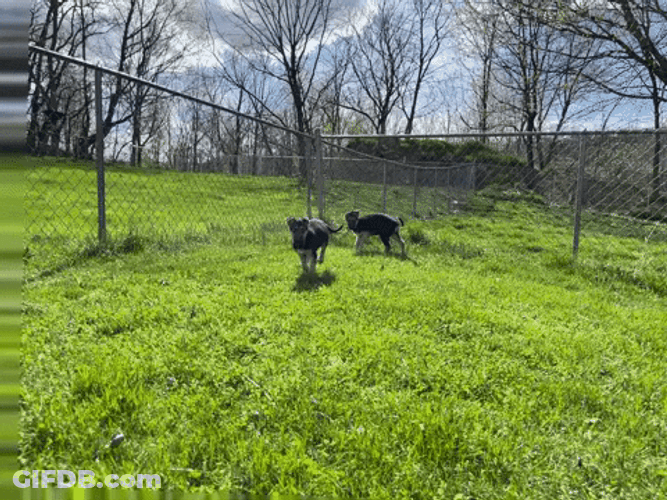 Playful German Shepherd GIF