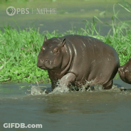 Playful Hungry Baby Hippo Running GIF