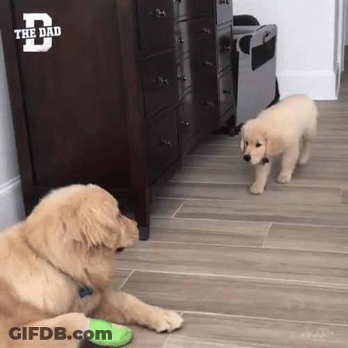 Playful Puppies Dog Surprise GIF